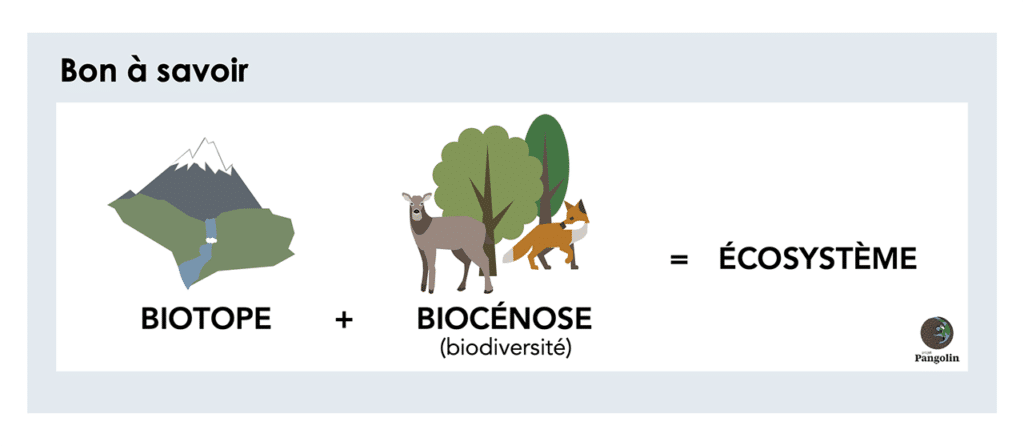 Définition de l'écosystème