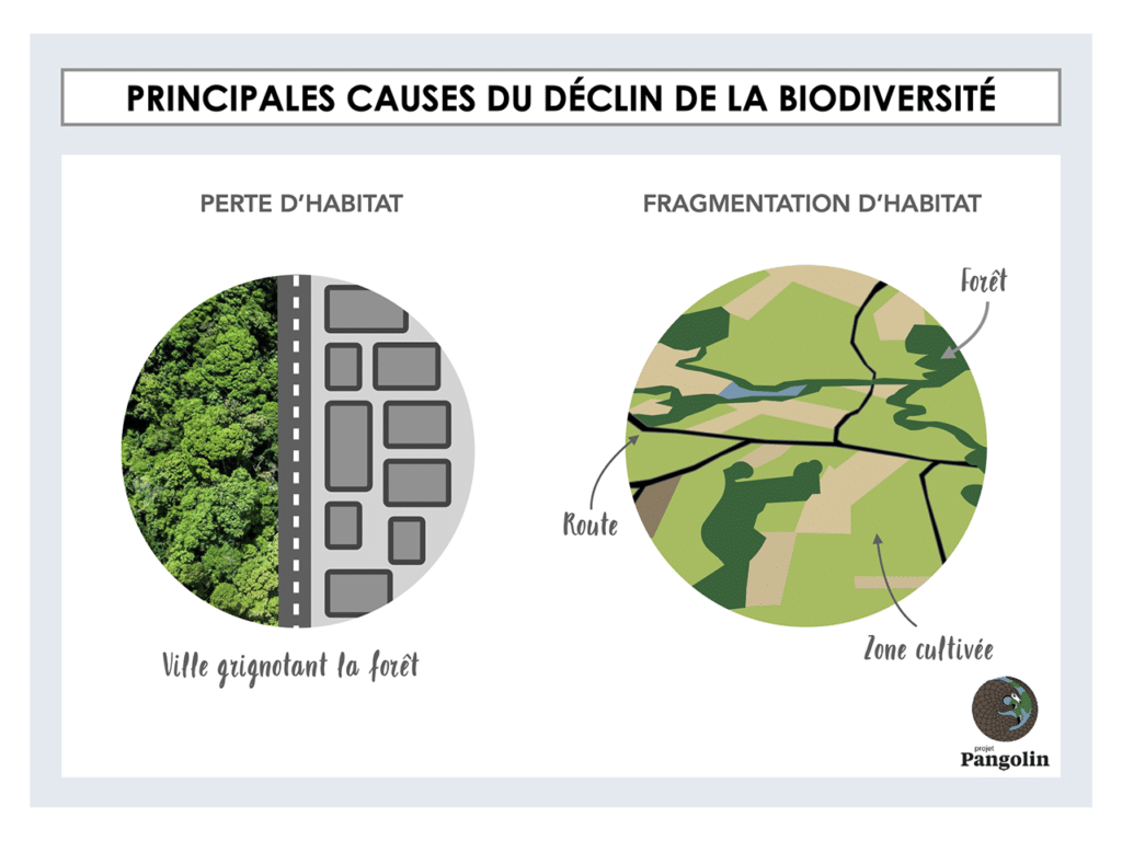 Principales causes du déclin de la biodiversité