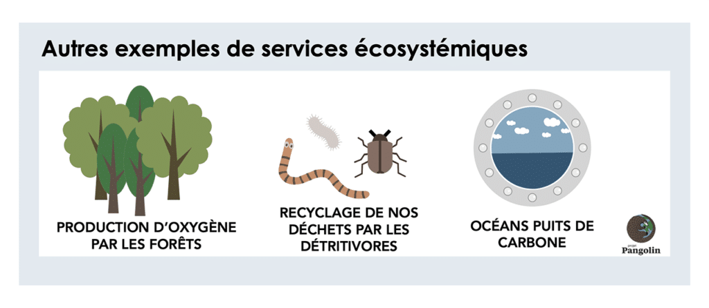 Autres exemples de services écosystémiques