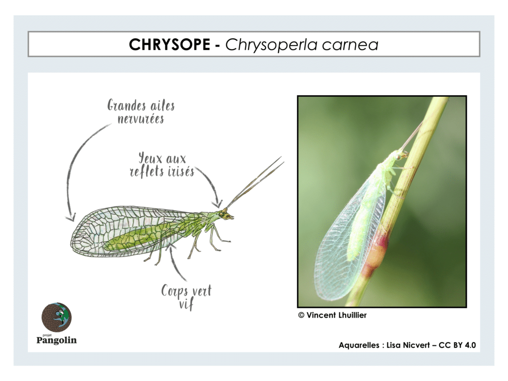 Top 10 des insectes et des rongeurs domestiques communs