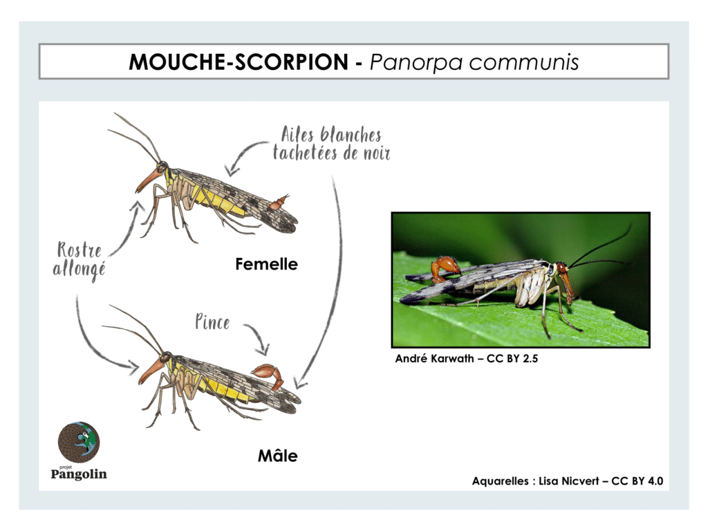 Top 10 des insectes et des rongeurs domestiques communs