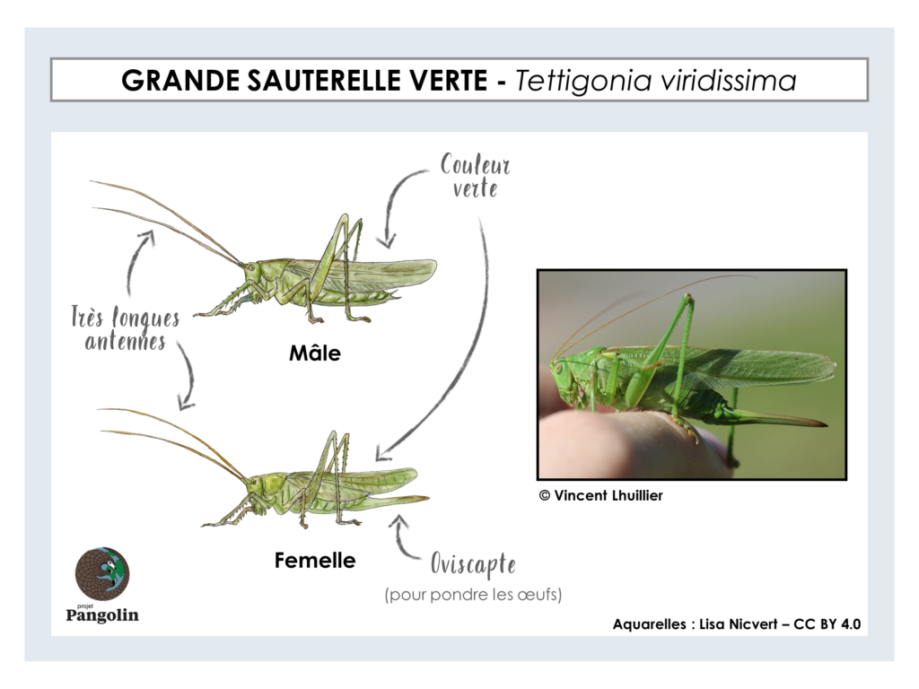 Aliments vivants - Grillons à ailes courtes vers. Tailles