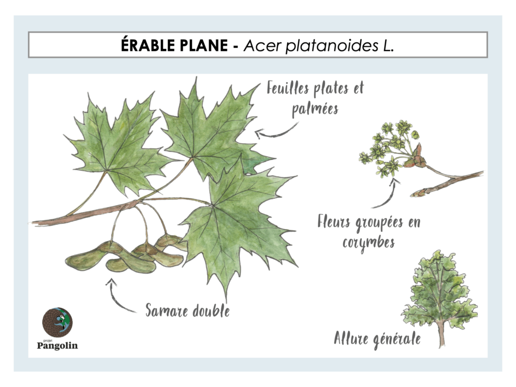 Quoi faire avec les feuilles mortes? Trois options environnementales