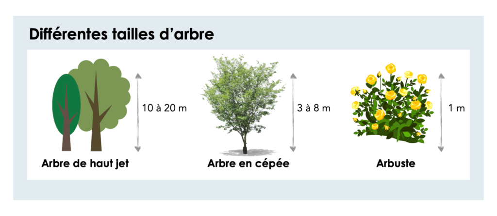 Quelques feuilles d'arbres…  Feuille arbre, Reconnaitre les